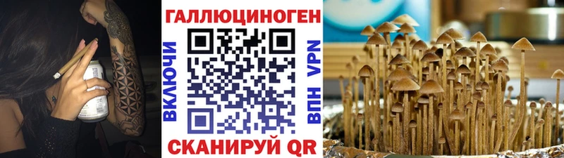 Купить  Новоузенск  Псилоцибиновые грибы Psilocybe 